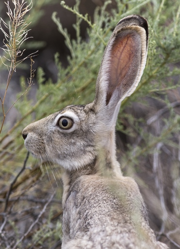 Lepus tolai – Turkestan tolai hare